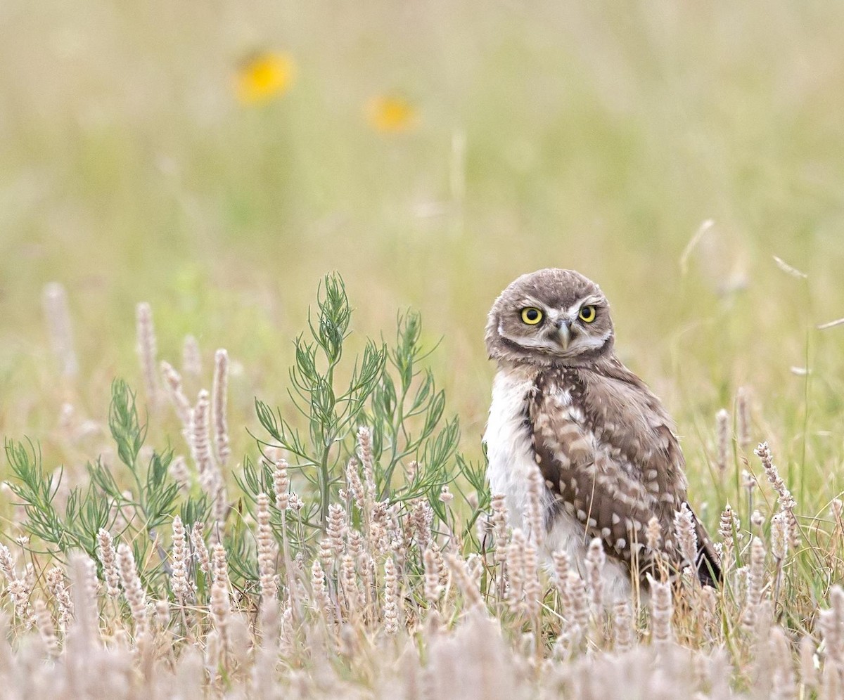 Burrowing Owl - ML644571338