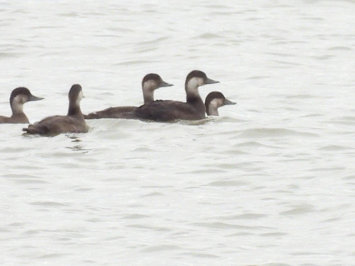 Black Scoter - ML644571339