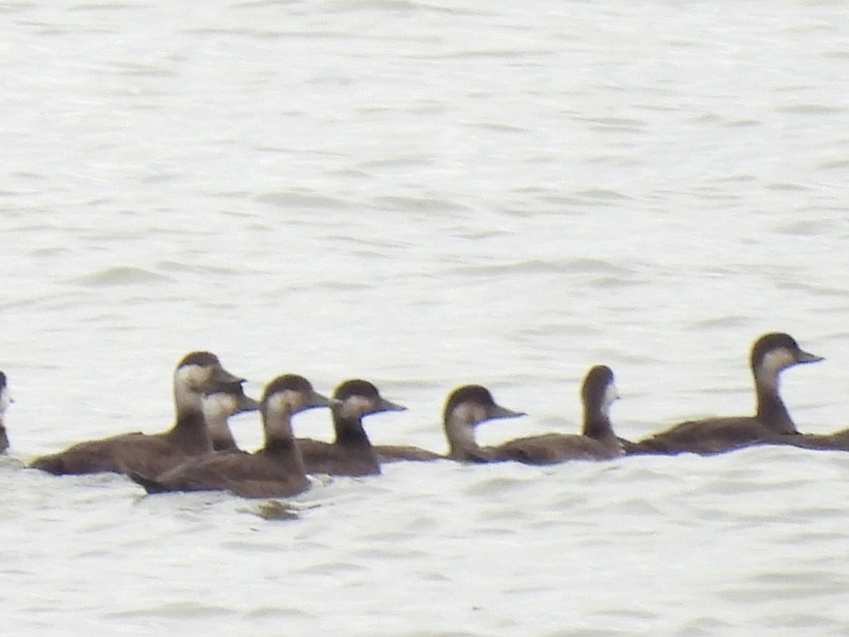 Black Scoter - ML644571340