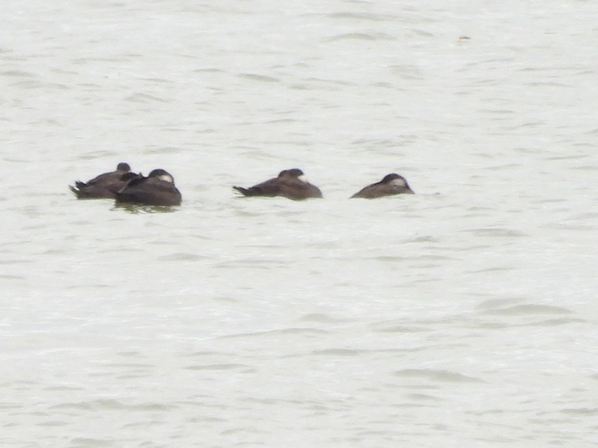 Black Scoter - ML644571341