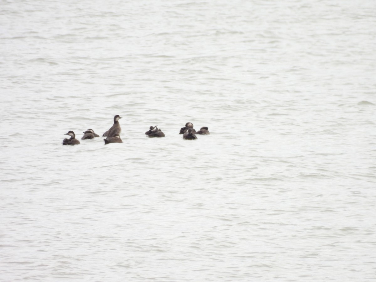 Black Scoter - ML644571342