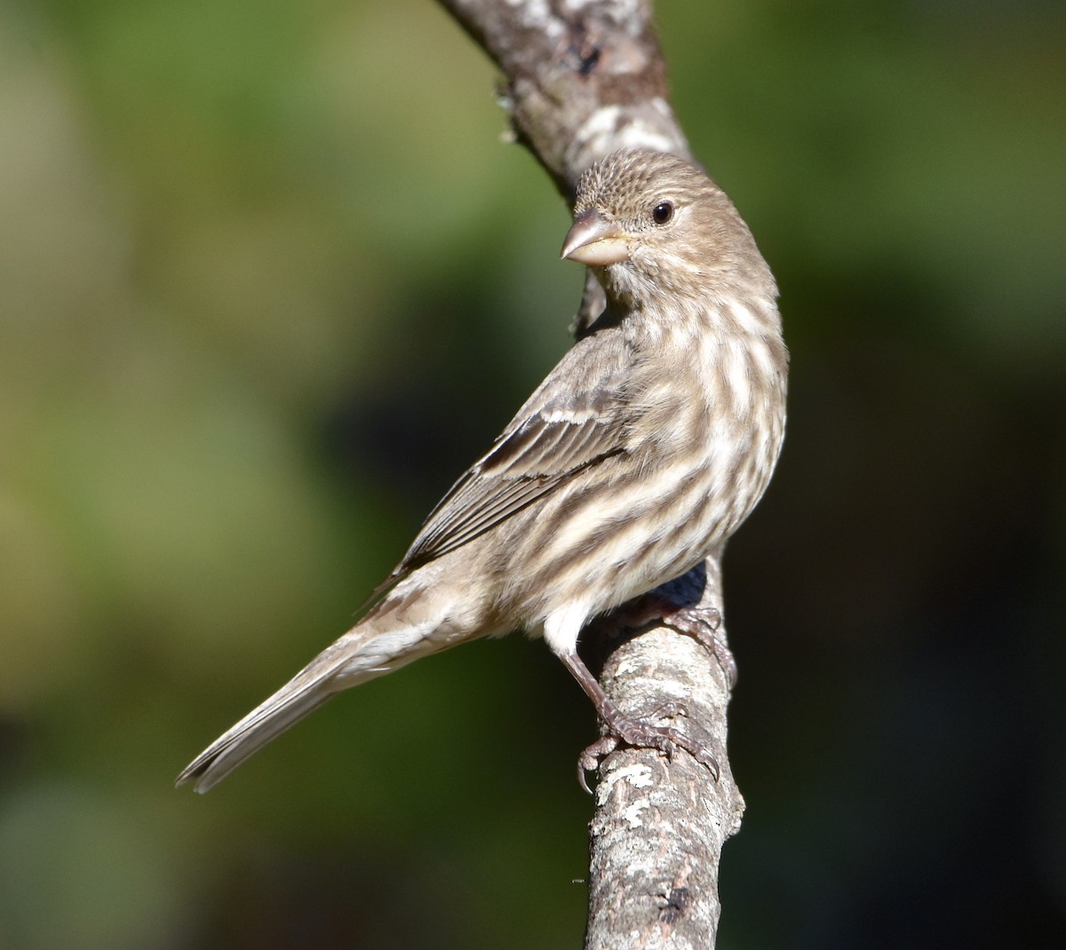 House Finch - ML644571345