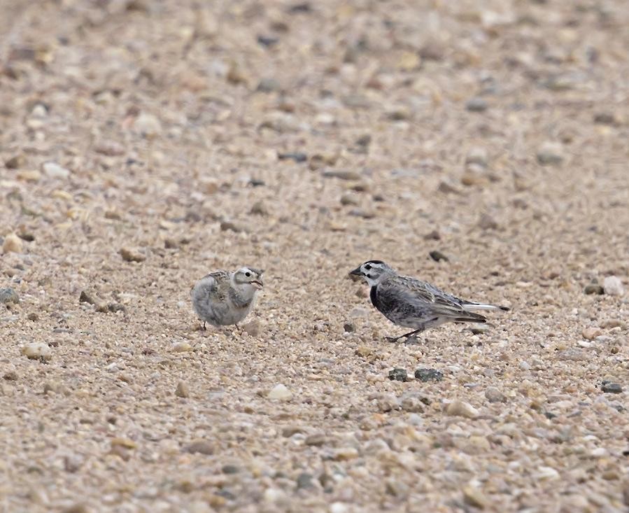Thick-billed Longspur - ML644571348