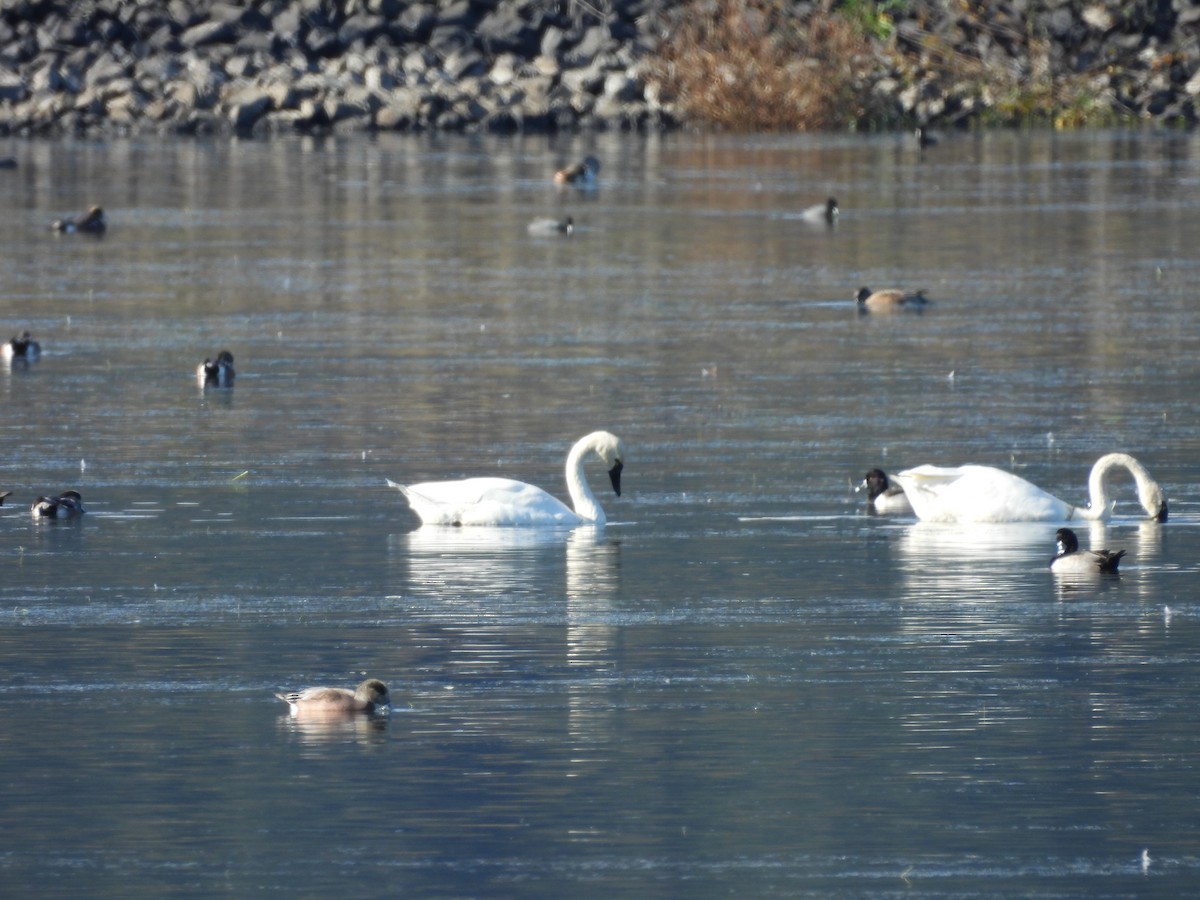 Beltxarga txistularia - ML644571351