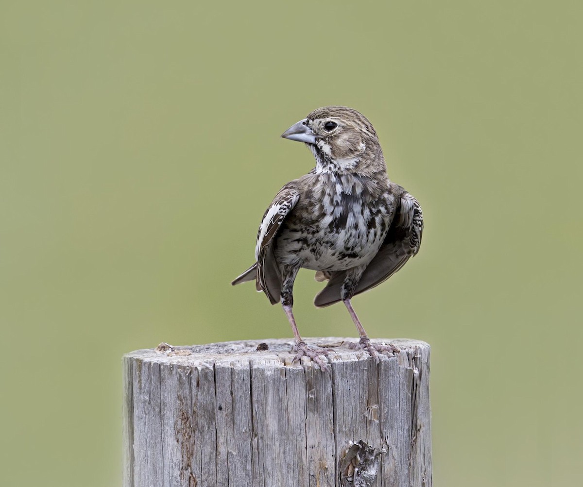 Lark Bunting - ML644571352