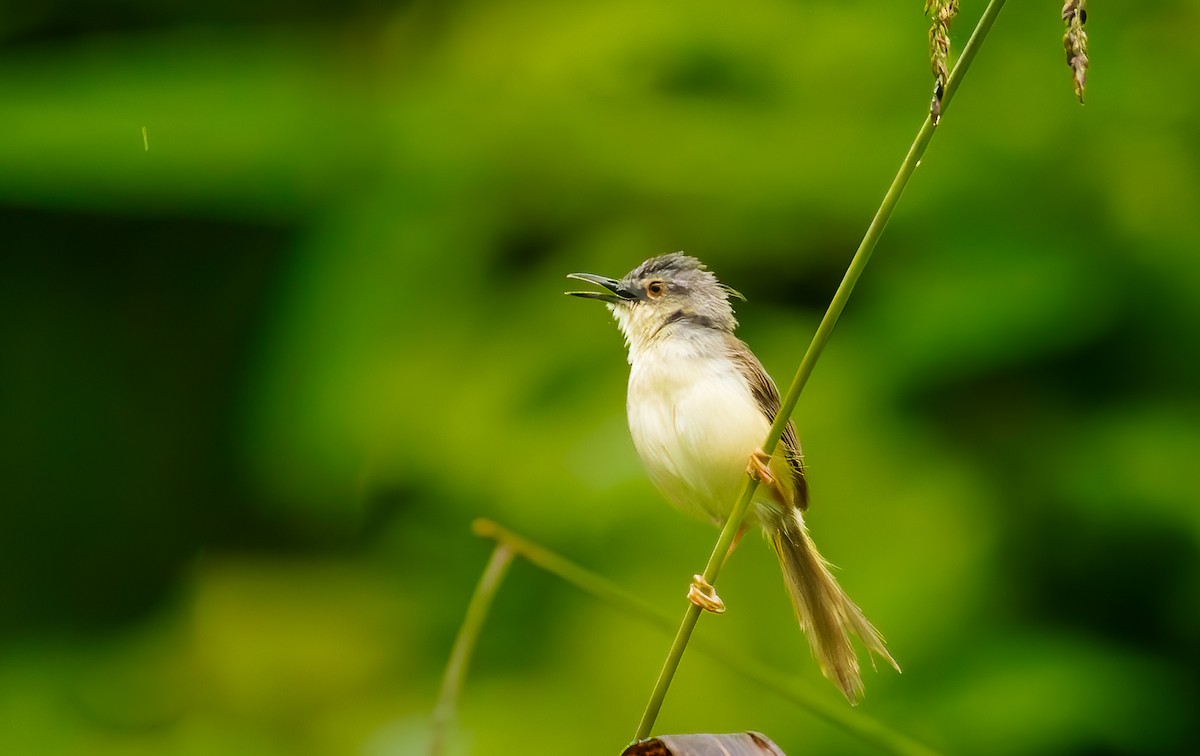 Yellow-bellied Prinia - ML644571358
