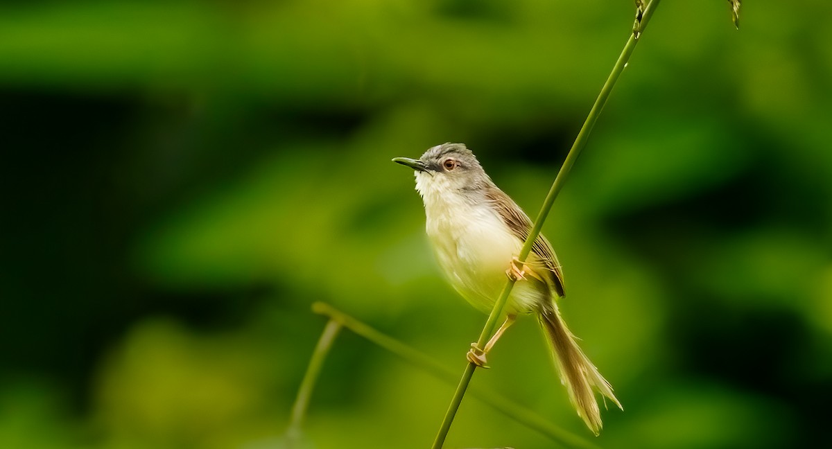 Yellow-bellied Prinia - ML644571359