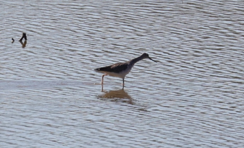 Коловодник жовтоногий/строкатий - ML644571360