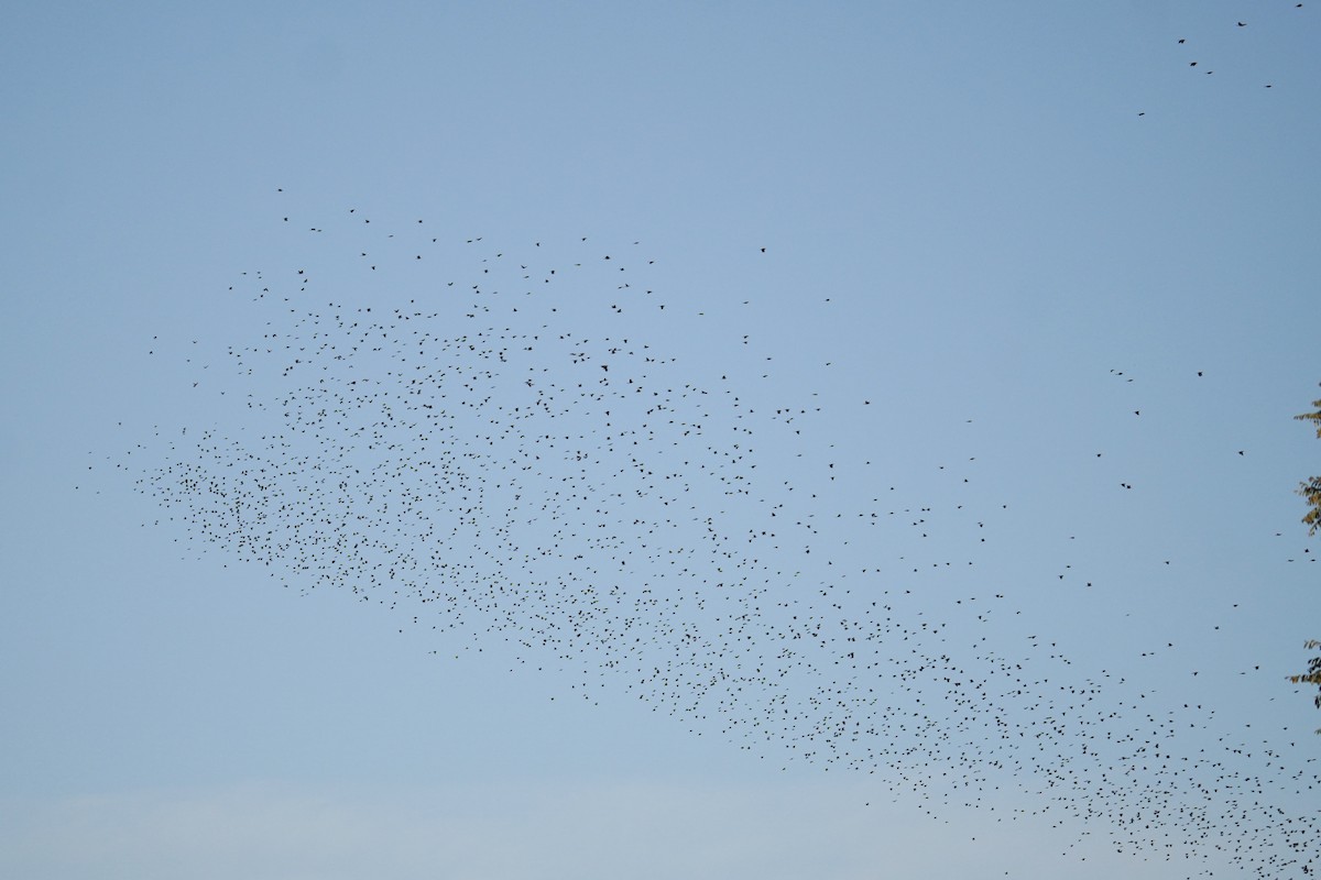 Quiscale bronzé - ML644571365