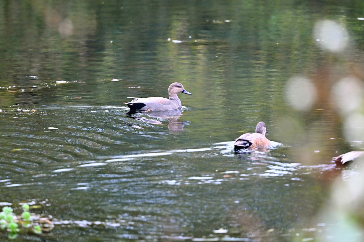 Gadwall - ML644571366