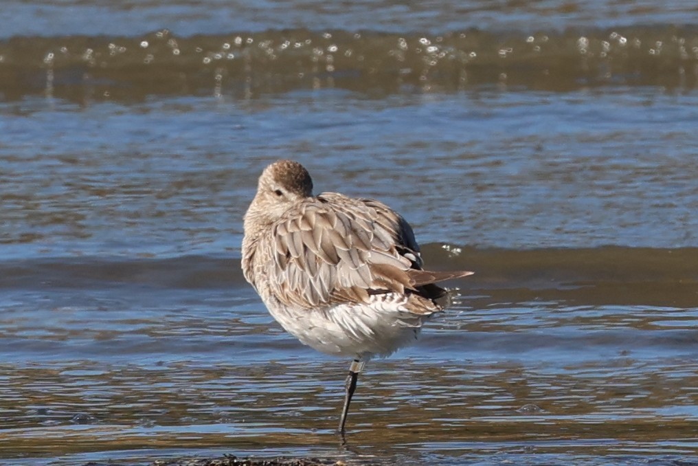 Хурган цууцал - ML644571367