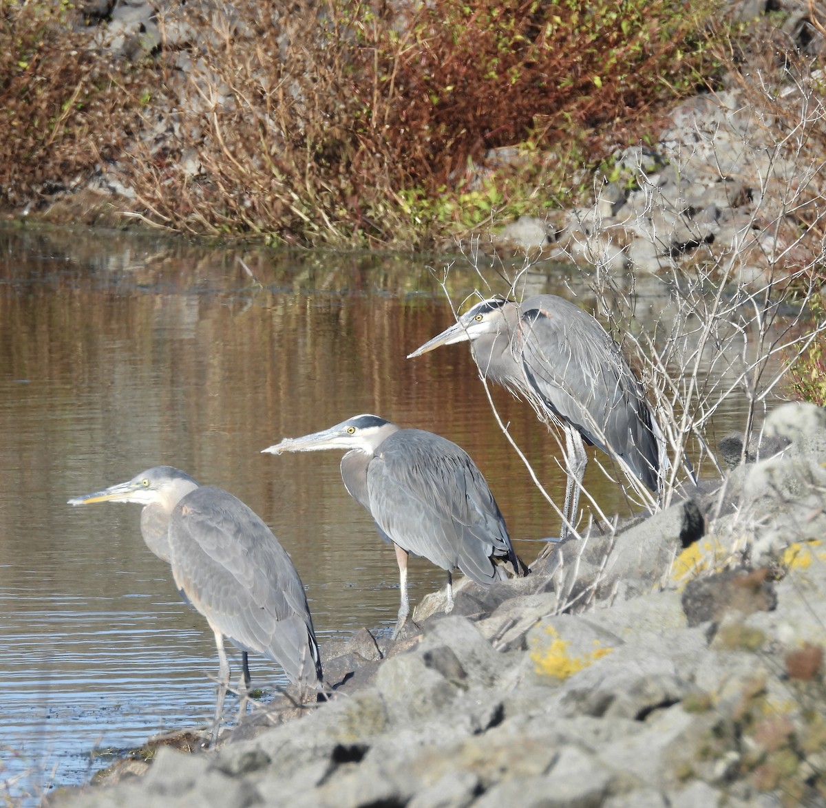 Great Blue Heron - ML644571368