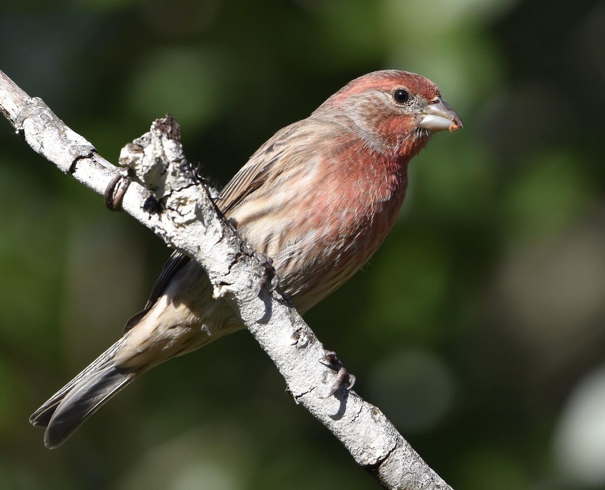House Finch - ML644571371