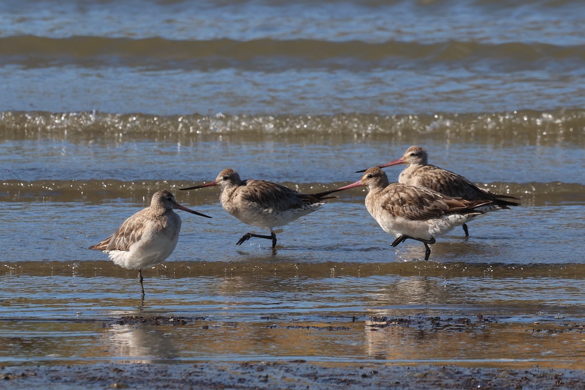 Хурган цууцал - ML644571373