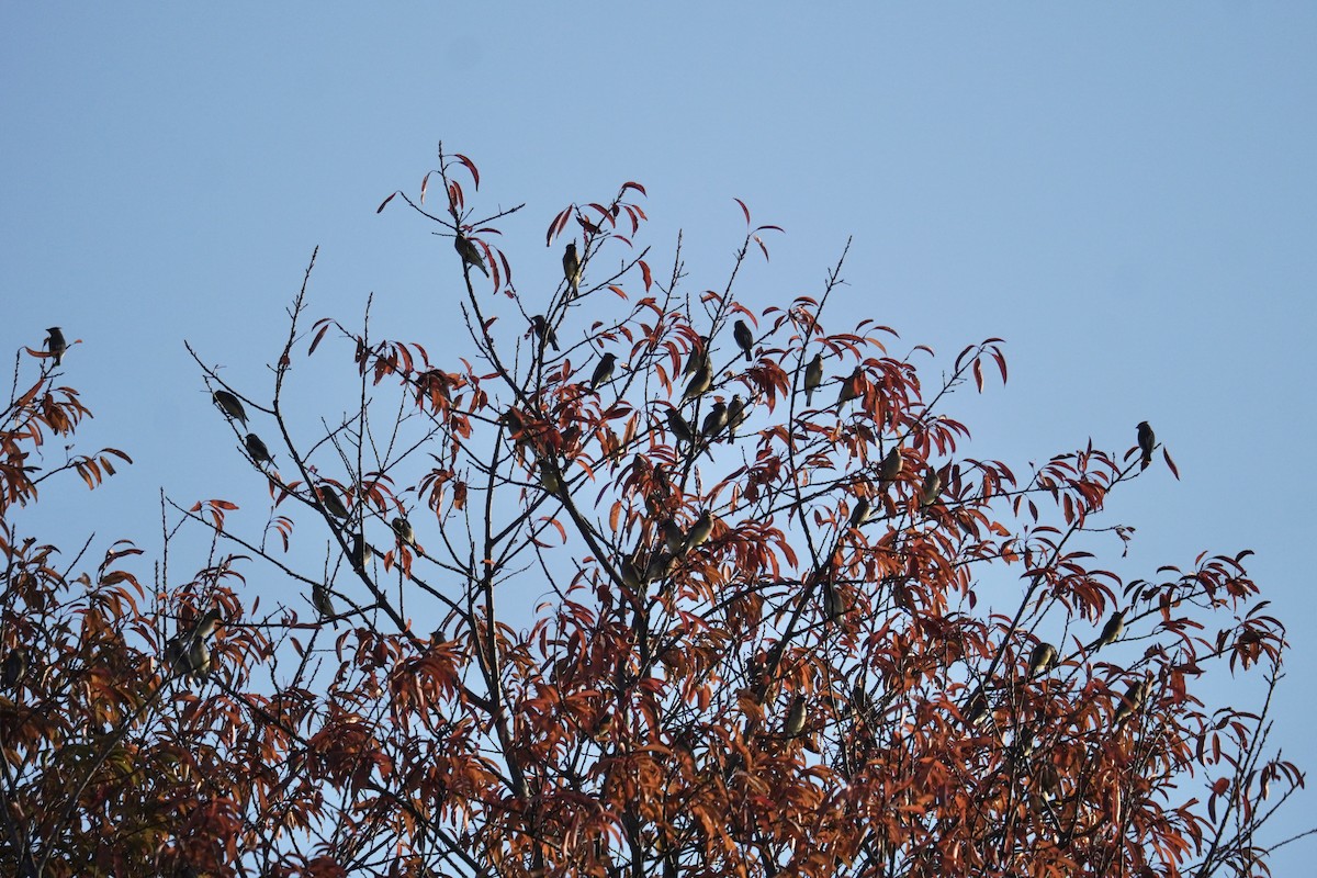 Cedar Waxwing - ML644571377