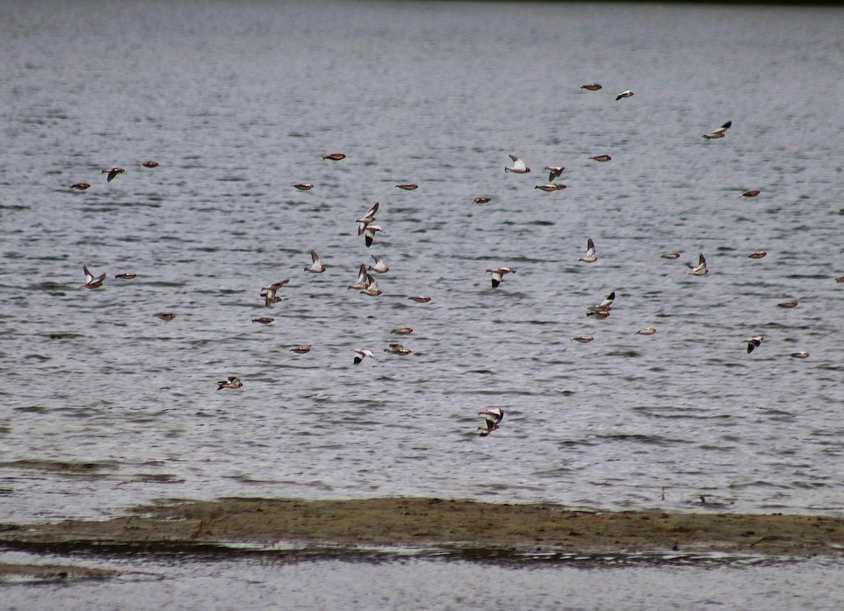 ユキホオジロ - ML644571380