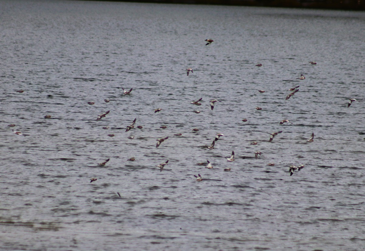 ユキホオジロ - ML644571381