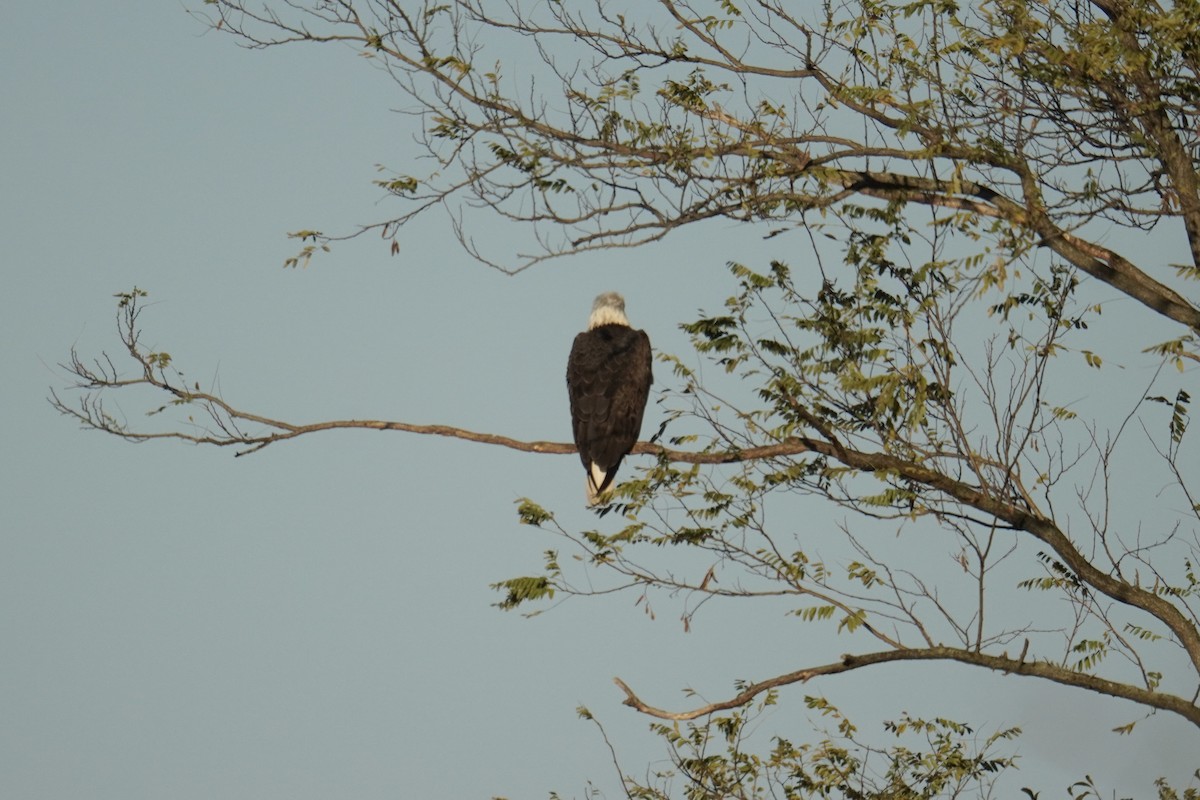 Bald Eagle - ML644571385