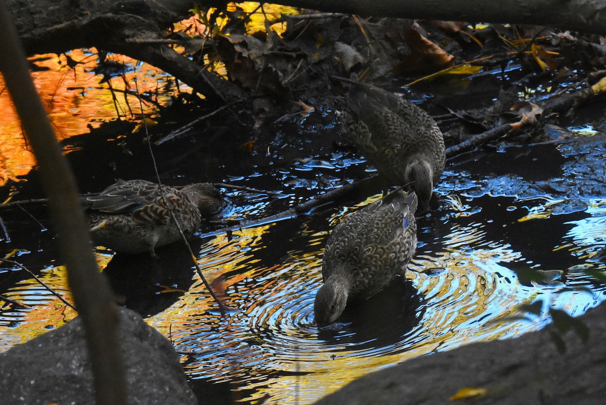 Sarcelle d'hiver - ML644571392