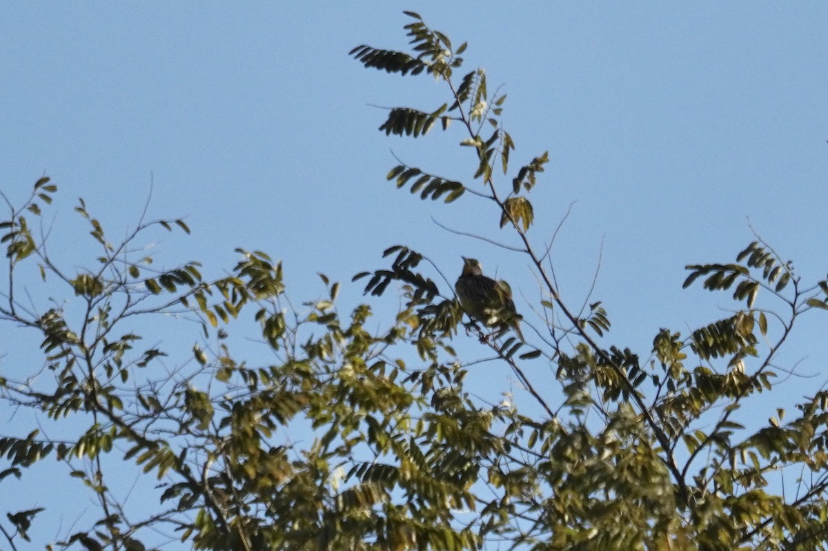 Eastern Meadowlark - ML644571398