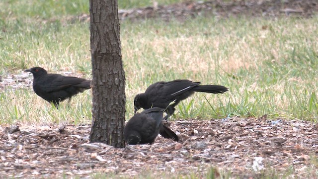 White-winged Chough - ML644571399