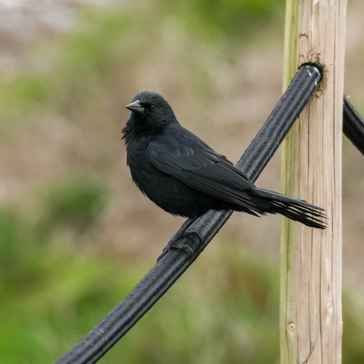 Austral Blackbird - ML644571400