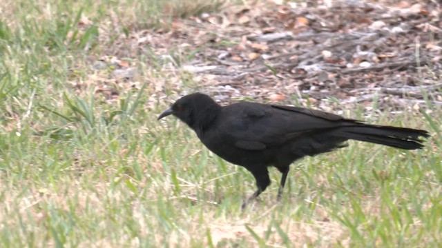 White-winged Chough - ML644571401