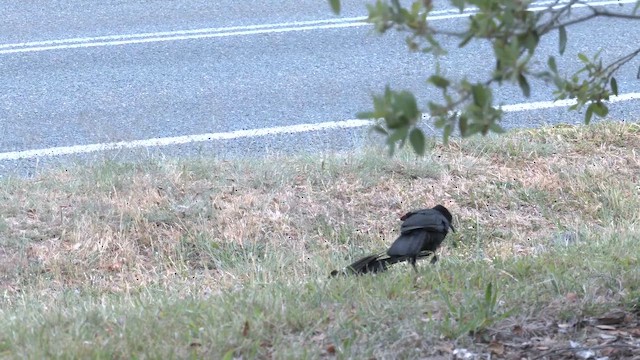 White-winged Chough - ML644571405