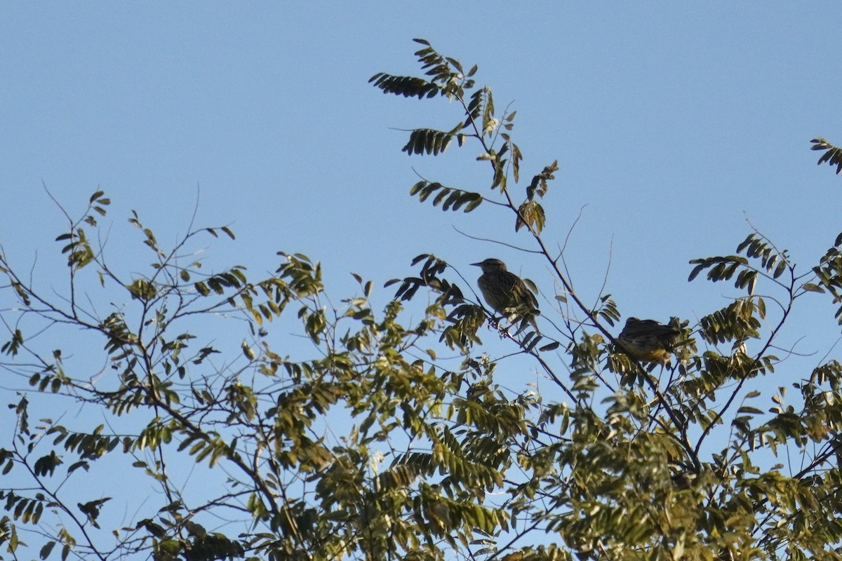 Eastern Meadowlark - ML644571406