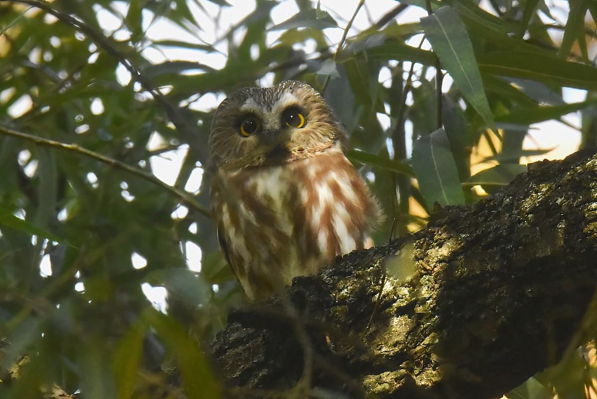 Petite Nyctale - ML644571408