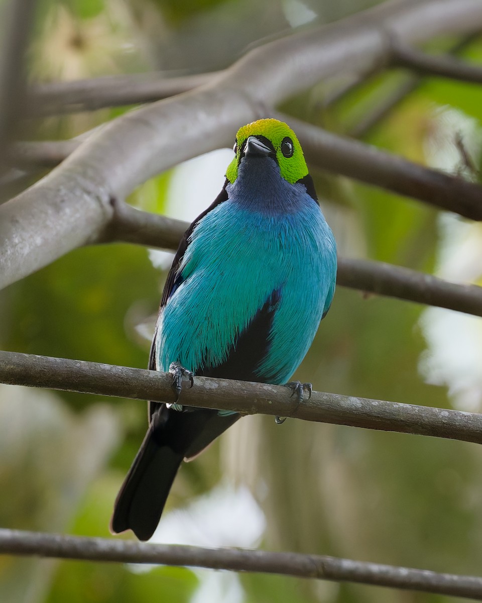 Paradise Tanager - ML644571417