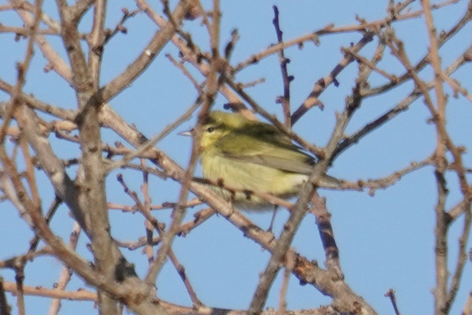 マミジロアメリカムシクイ - ML644571418