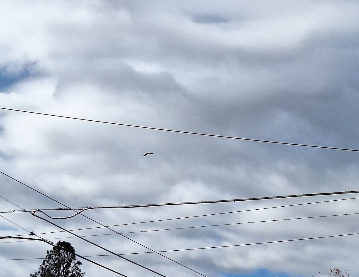 Lewis's Woodpecker - ML644571419