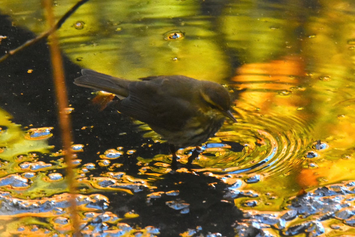 Paruline des ruisseaux - ML644571422