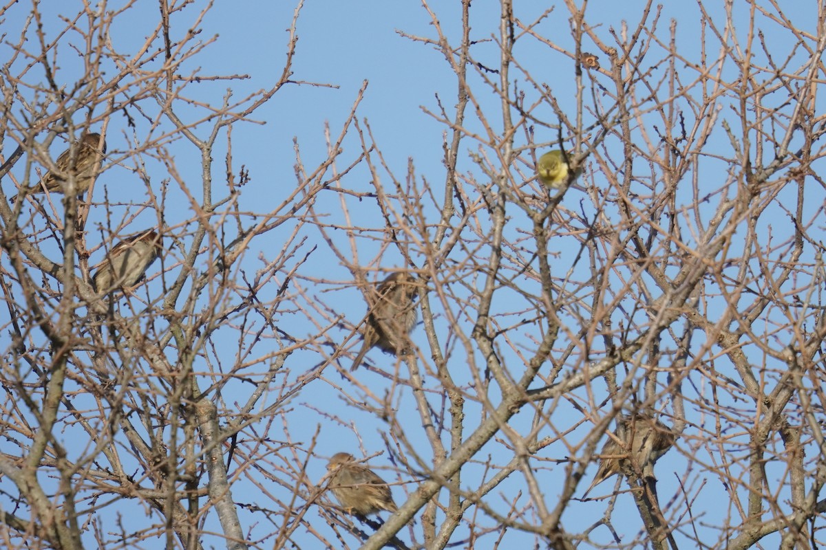 マミジロアメリカムシクイ - ML644571423