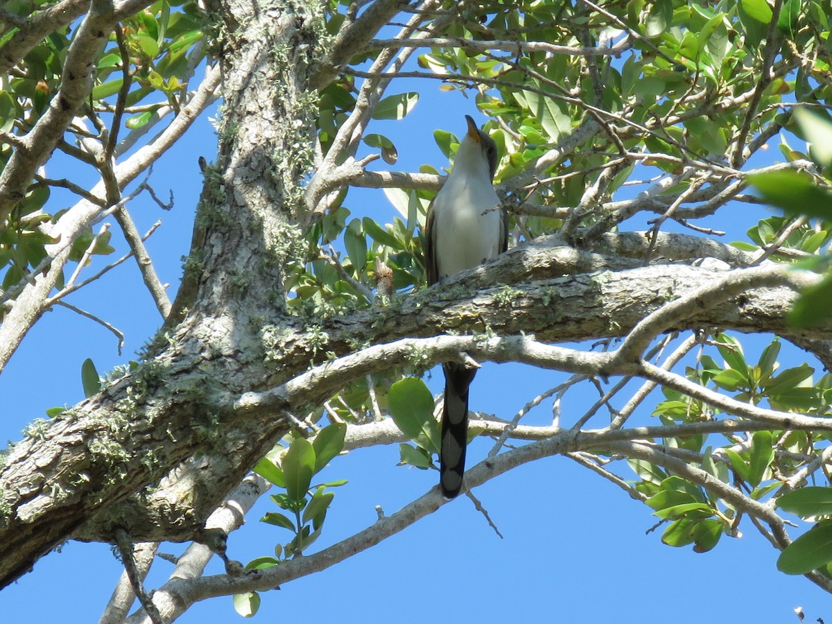 Yellow-billed Cuckoo - ML644571426