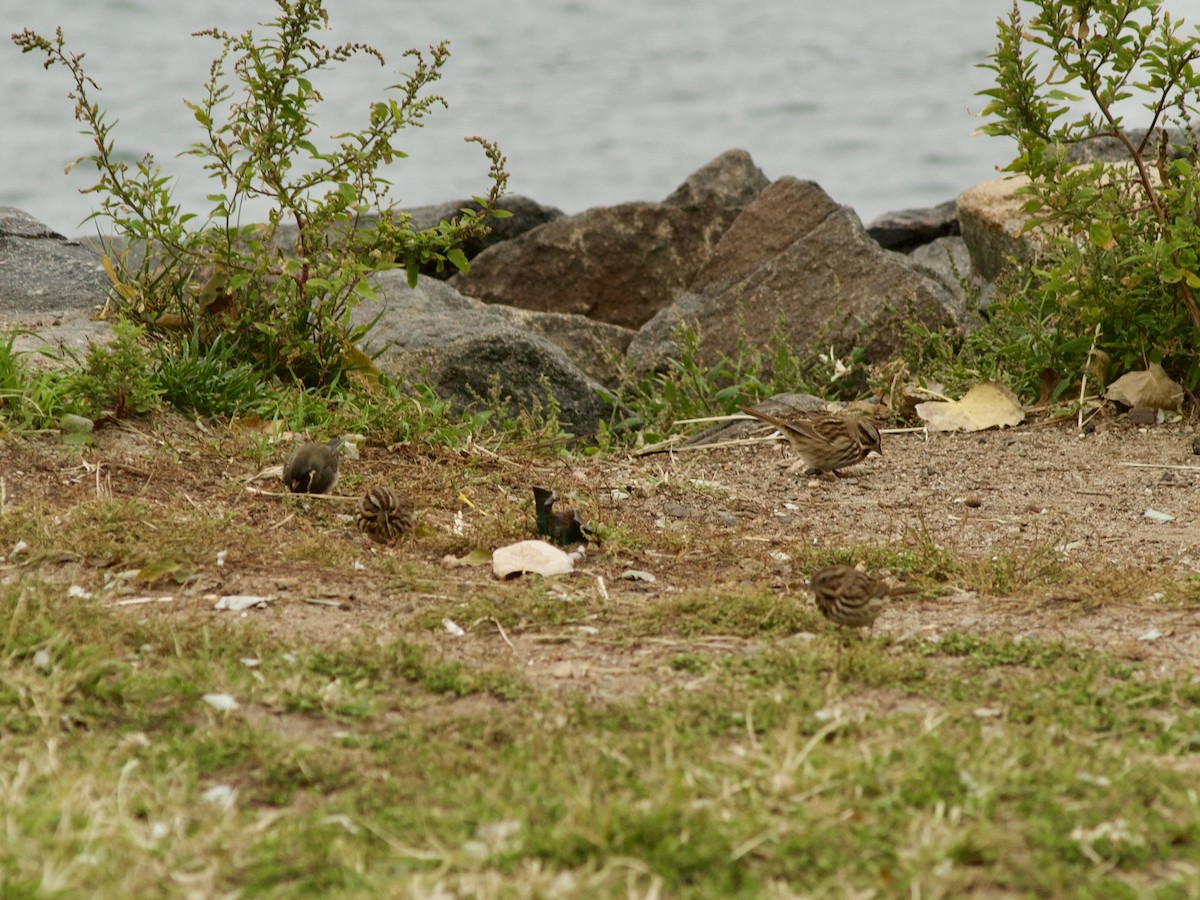 Bruant chanteur - ML644571432