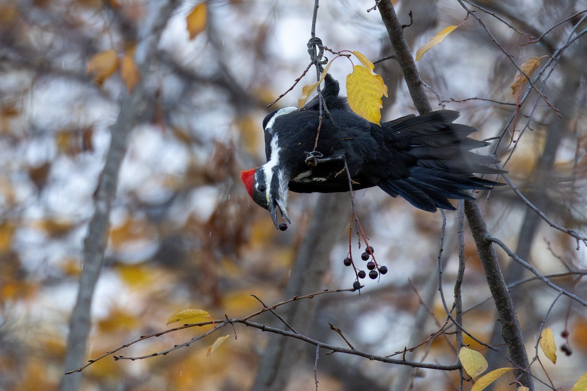 Pileated Woodpecker - ML644571433