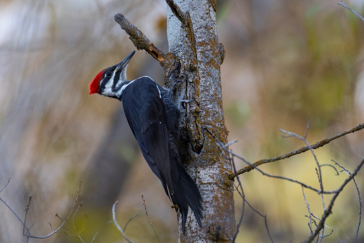 Pileated Woodpecker - ML644571434