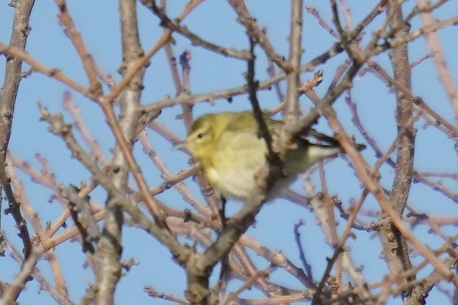 マミジロアメリカムシクイ - ML644571441