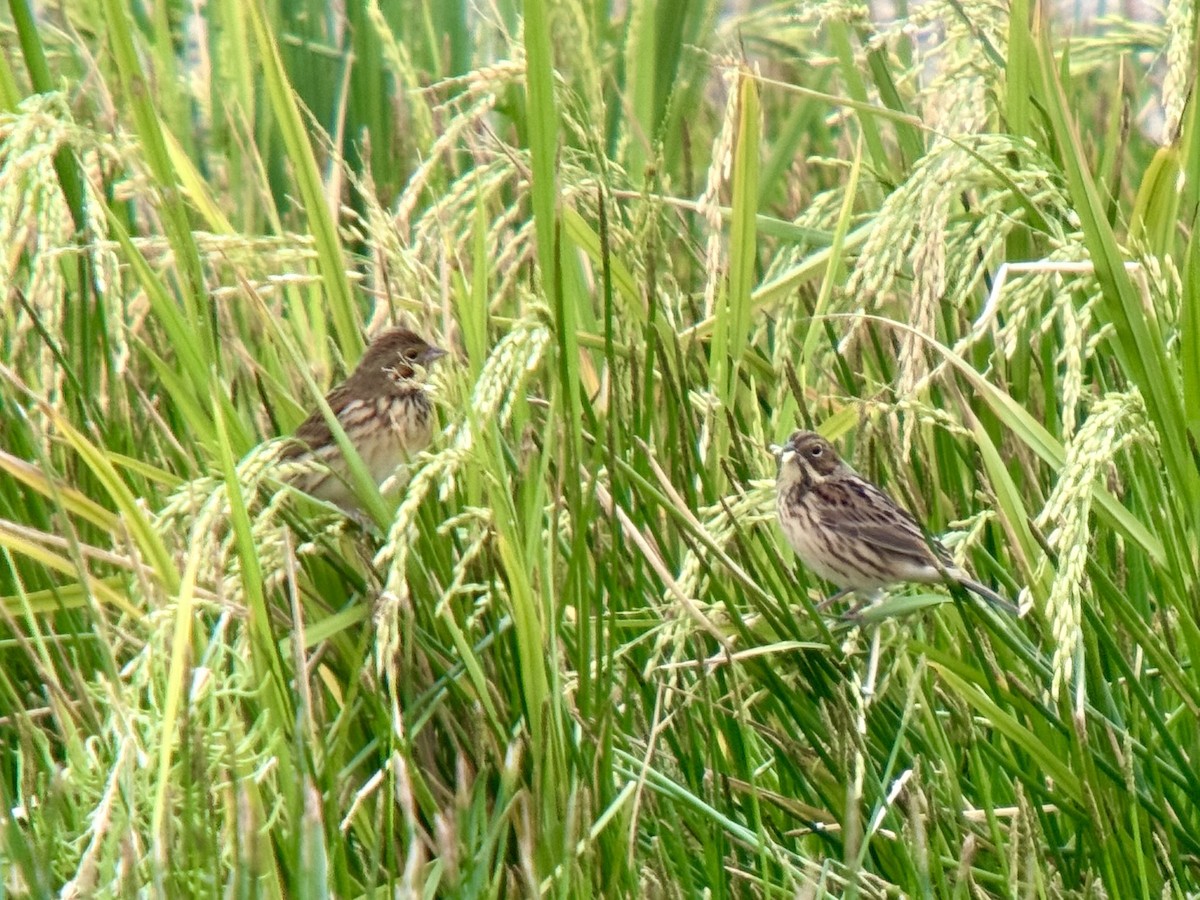 גיבתון חום-לחי - ML644571442