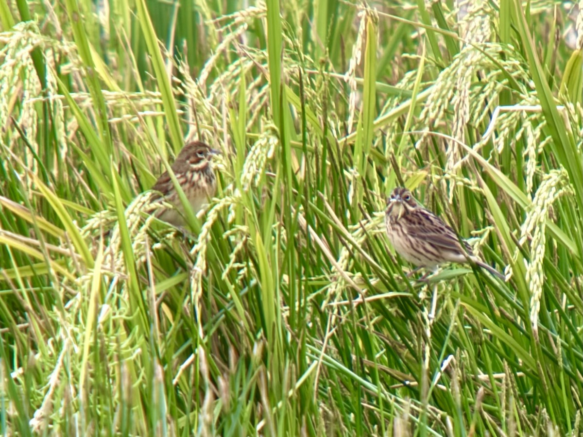 גיבתון חום-לחי - ML644571443