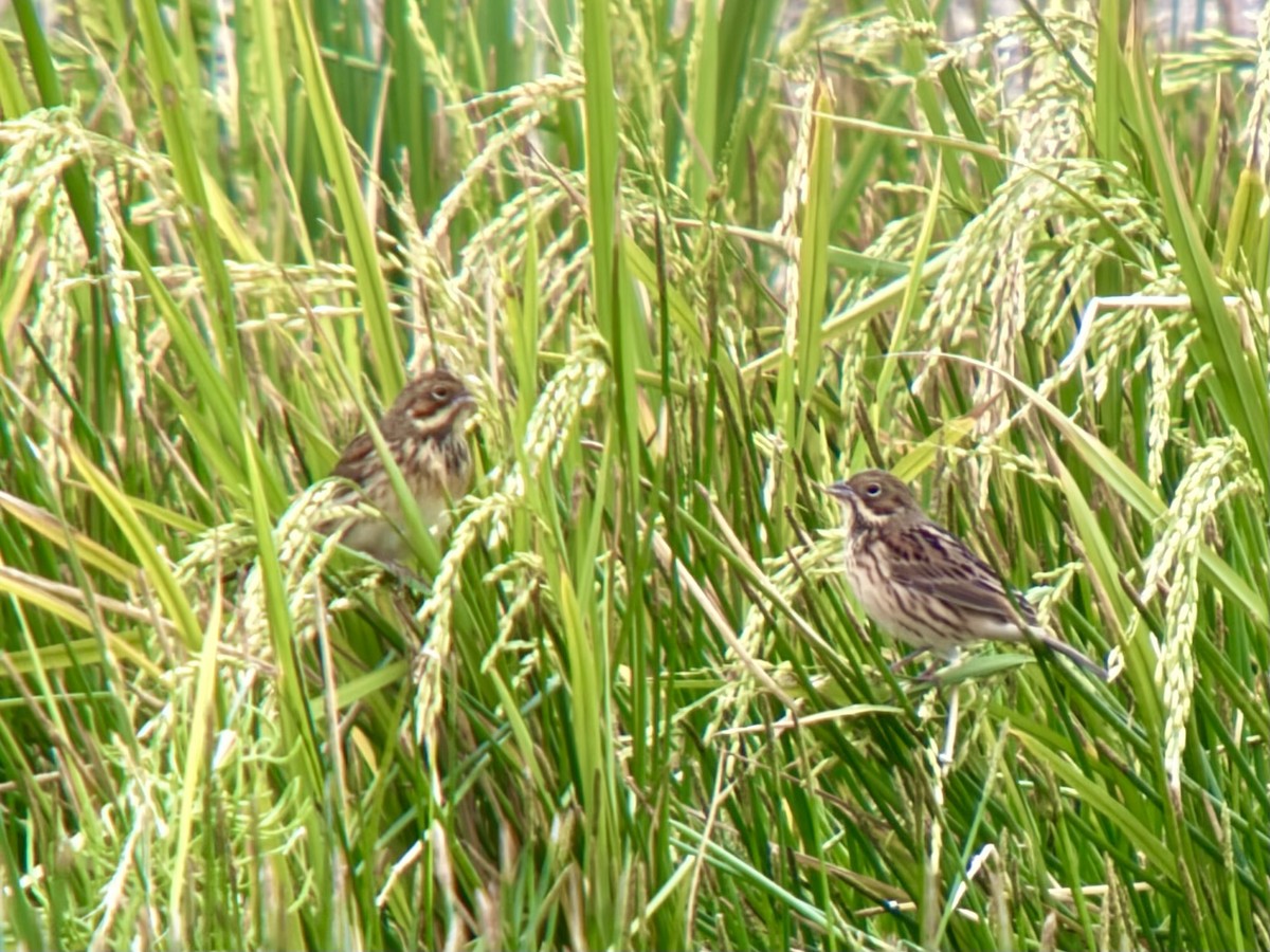 גיבתון חום-לחי - ML644571444