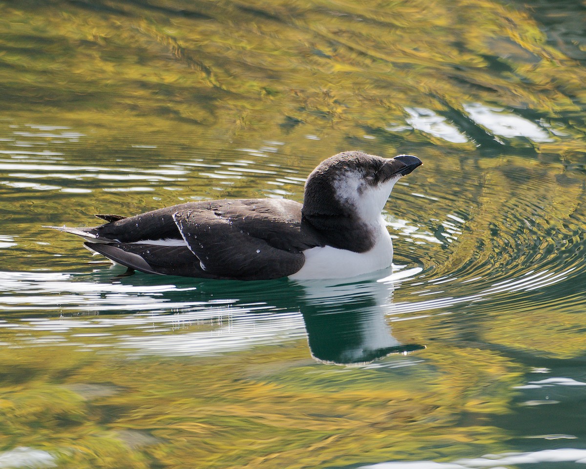 Razorbill - ML644571450