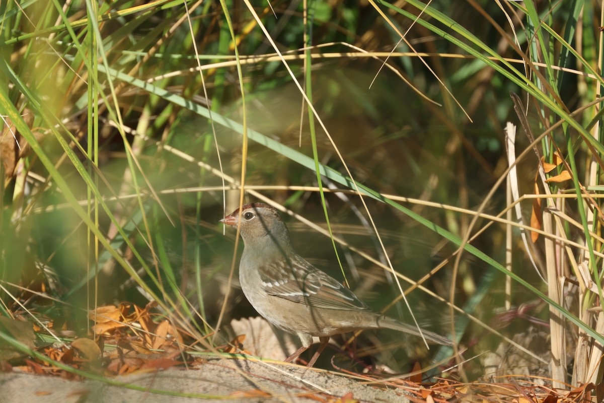 Cırcır Sesli Serçe - ML644571467