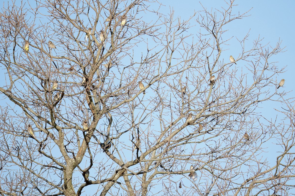 Cedar Waxwing - ML644571468