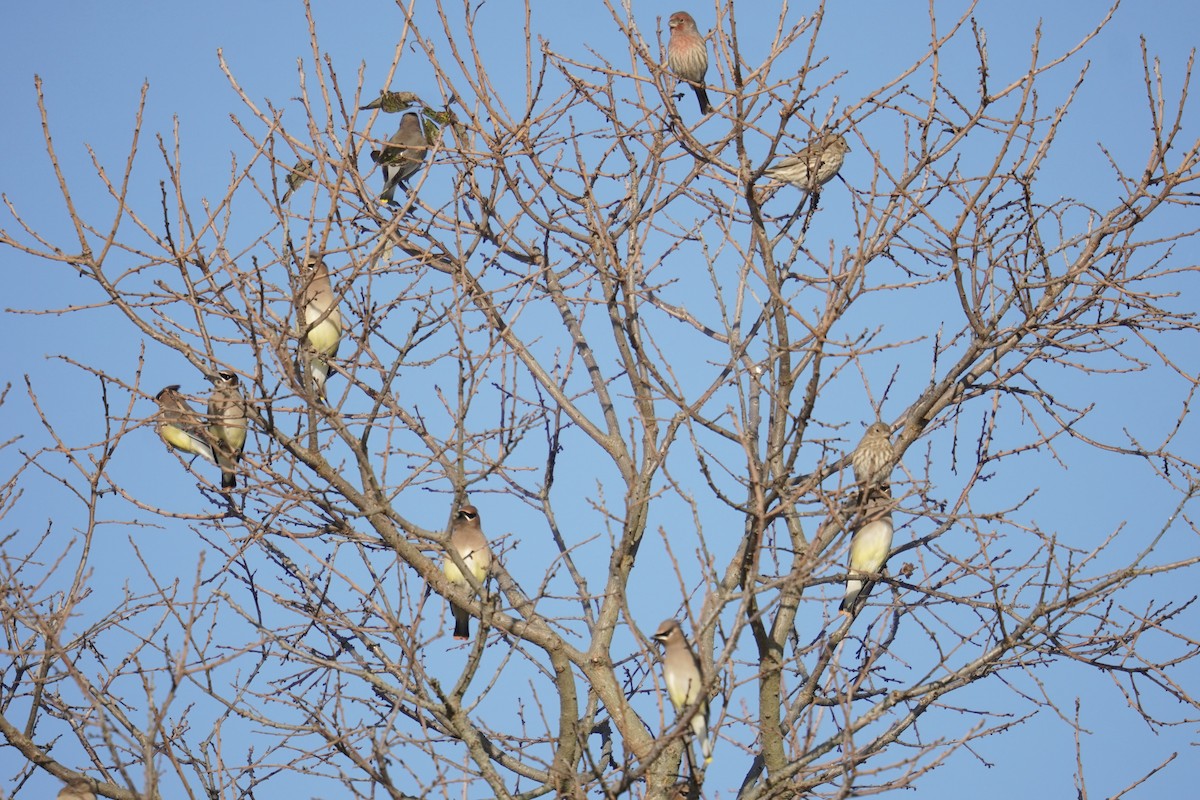Cedar Waxwing - ML644571472