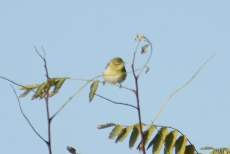 マミジロアメリカムシクイ - ML644571480