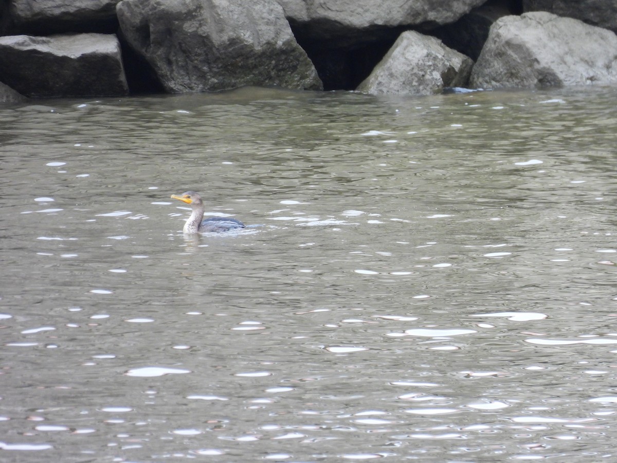 Double-crested Cormorant - ML644571483