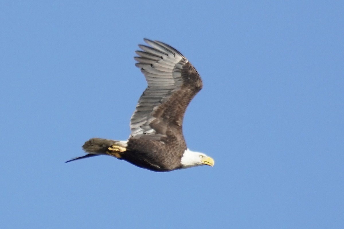 Bald Eagle - ML644571492